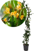 Plant in a Box - Lonicera henryi 'Copper Beauty' - Kamperfoelie - Tuinplant - Klimplant - Geel - ⌀17cm - Hoogte 110-120cm