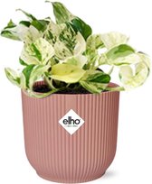Plantenboetiek.nl | Epipremnum Pinnatum Happy Leaf in ELHO Vibes Fold roze - Kamerplant - Hoogte 20cm - Potmaat 14cm