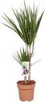 Plantenboetiek.nl | Dracaena Marginata - Kamerplant - Hoogte 75cm - Potmaat 17cm