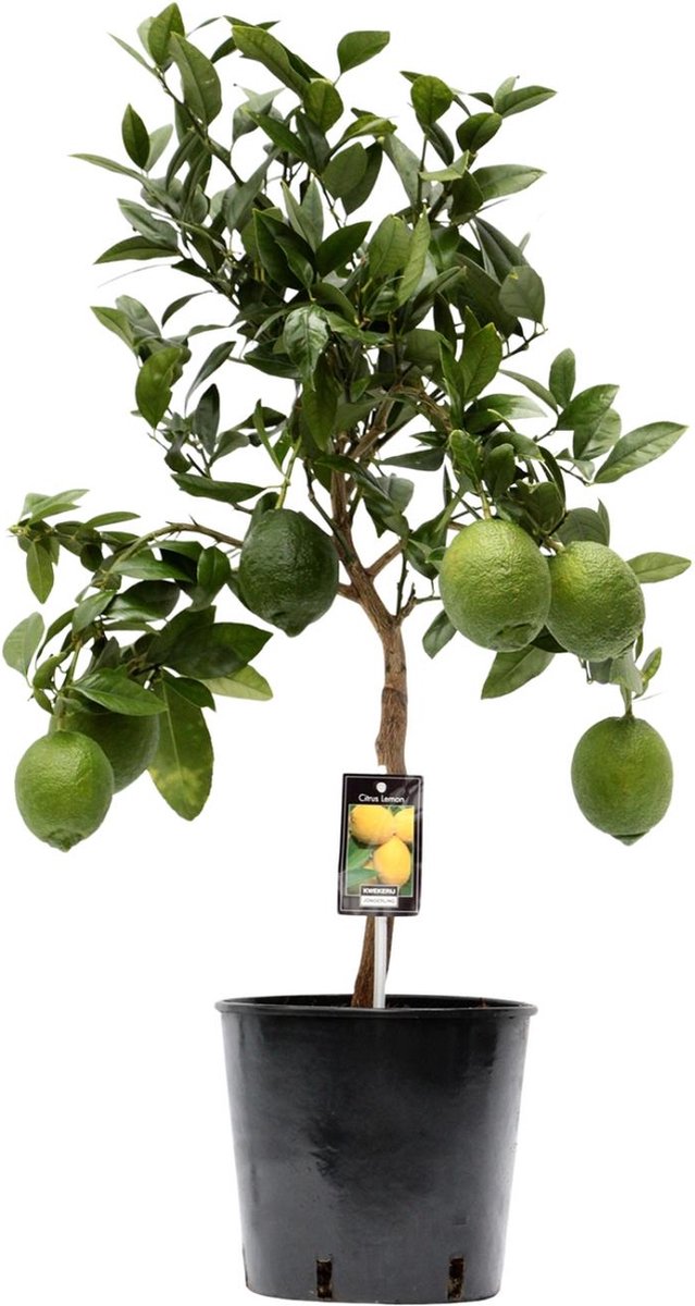 Plantenboetiek.nl | Citrus Lemon - Ø22cm - 70-80cm hoog - Tuinplant