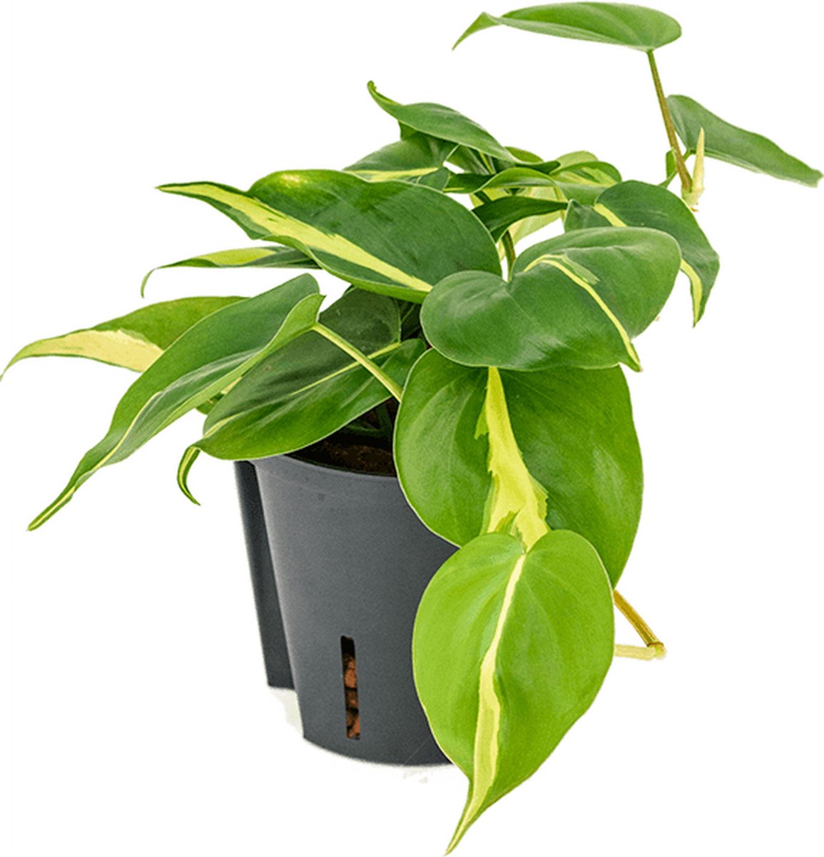 Philodendron scandens 'Brasil' Hydrocultuur - 25