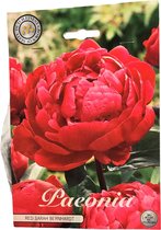 Nederlands beste kwaliteits pioen rozen bloembollen Red Sarah Bernhardt 1 bloembol