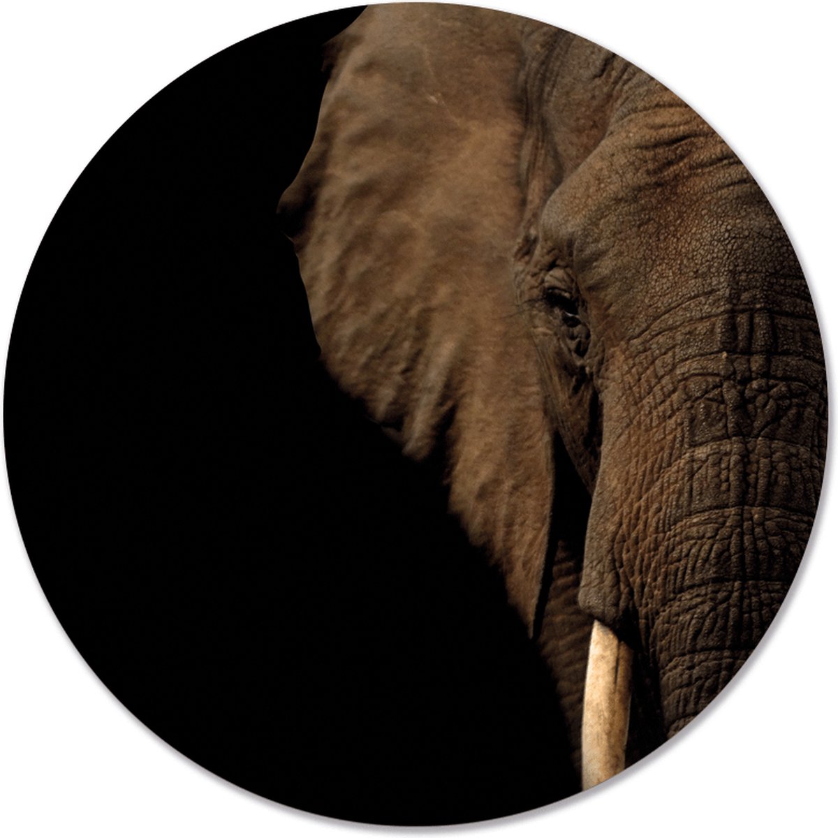 Label2X - Schilderij - Olifant Hoofd Ø Aanbevolen - Multicolor - 80 X 80 Cm