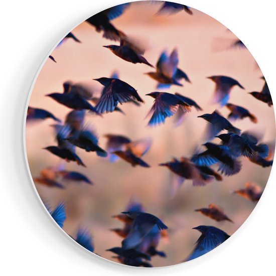 Artaza Forex Muurcirkel Groep Vliegende Blauwe Spreeuw Vogels - 90x90 cm - Groot - Wandcirkel - Rond Schilderij - Muurdecoratie Cirkel