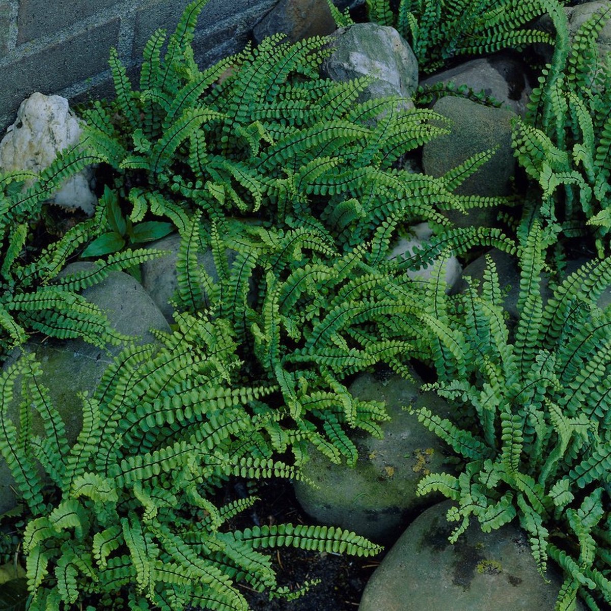 12 x Asplenium trichomanes - Steenbreekvaren - Wintergroene Varen in 9x9 pot met hoogte 0-10cm