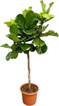 Trendyplants - Ficus Lyrata boom - Tabaksplant - Kamerplant - Hoogte 200-220 cm - Potmaat Ø40cm