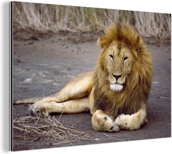 Lion couché en Afrique Aluminium 180x120 cm - Tirage photo sur Aluminium (décoration murale métal) XXL / Groot format!