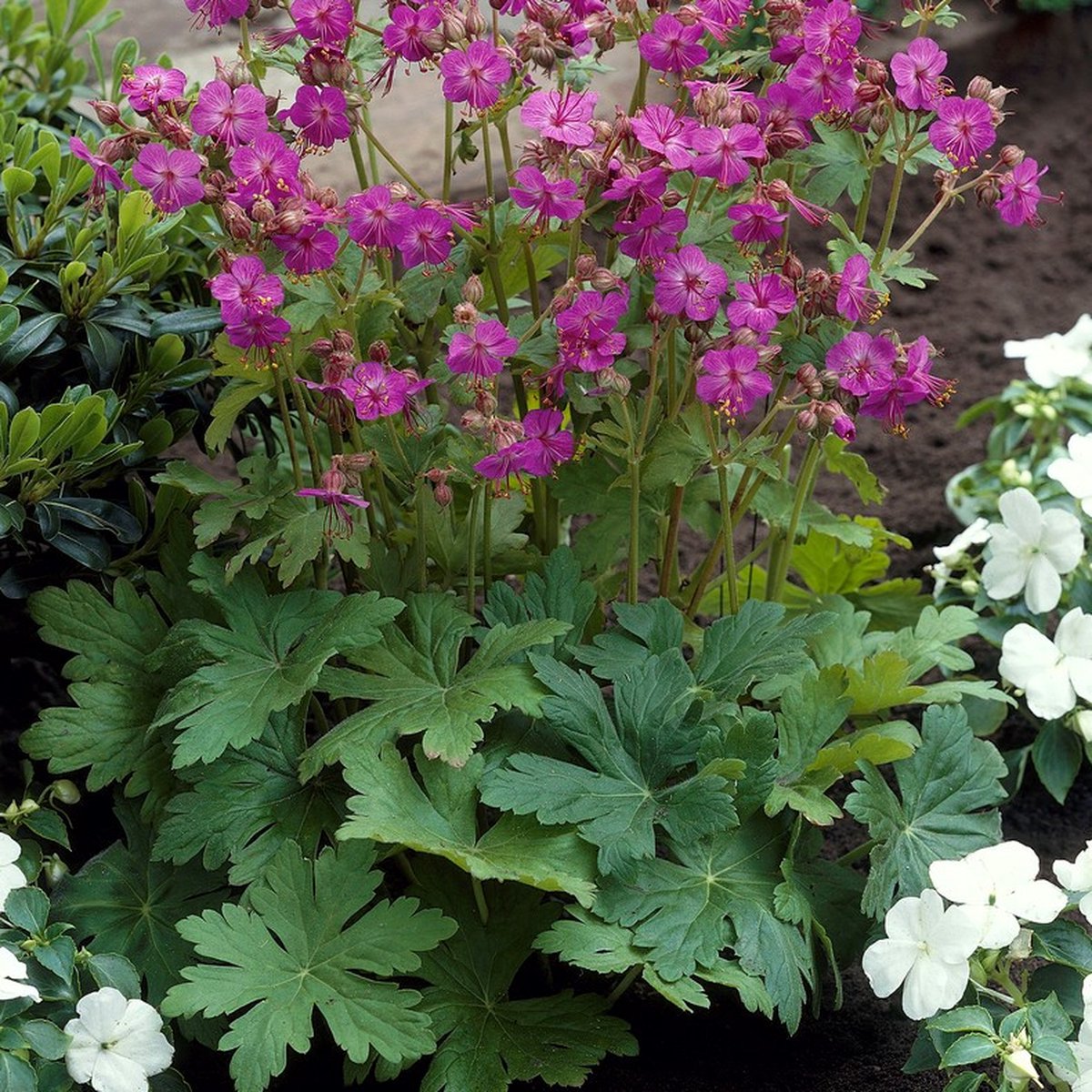 25 x Geranium macrorrhizum - Ooievaarsbek Roze/Rood - Bodembedekker in ...