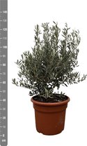 Olea Europaea struik - Potmaat 35cm - Hoogte 130cm