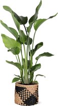 Strelitzia Nicolai in Albury BLACK print mand - Potmaat 24cm - Hoogte 120cm