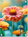 Fleurs - Gerberas