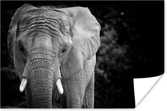 Poster Portret van een olifant in zwart-wit - 60x40 cm