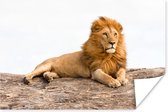 Liggende leeuw Poster 90x60 cm - Foto print op Poster (wanddecoratie)