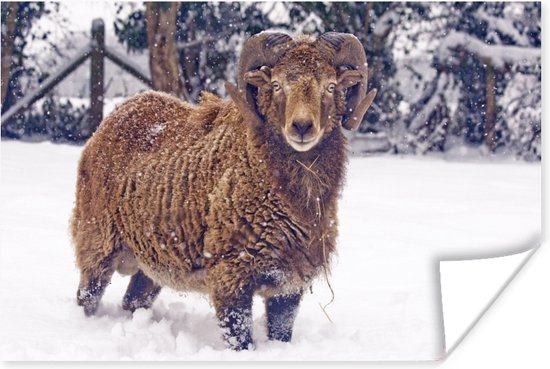 Bruine ram in de sneeuw Poster 60x40 cm - Foto print op Poster (wanddecoratie woonkamer / slaapkamer) / Boerderijdieren Poster