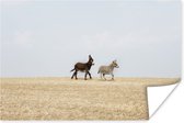 Rennende ezels Poster 90x60 cm - Foto print op Poster (wanddecoratie woonkamer / slaapkamer) / Boerderijdieren Poster