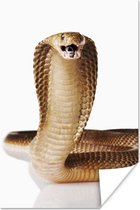 Poster Cobra slang posseert op een witte achtergrond - 60x90 cm