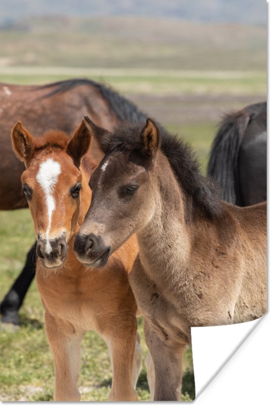 Poster Paarden - Dieren - Vacht - Weide