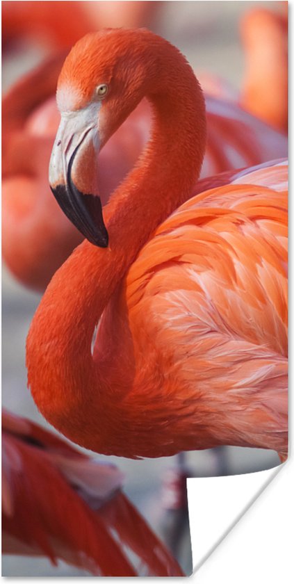 PosterMonkey - Poster - Flamingo - Vogel - Dieren - Roze - Fotolijst - 40x80 cm - Poster flamingo - Posterlijst - Frame poster - Poster dieren - Woonkamer