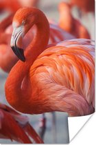 PosterMonkey - Poster - Flamingo - Vogel - Dieren - Roze - Fotolijst - 40x60 cm - Poster flamingo - Posterlijst - Frame poster - Poster dieren - Woonkamer