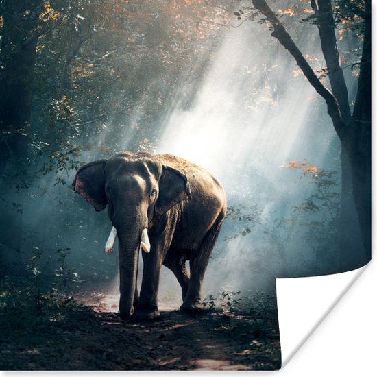 Poster Olifant - Dieren - Licht - Bos - Natuur - Wilde dieren - 100x100 cm XXL
