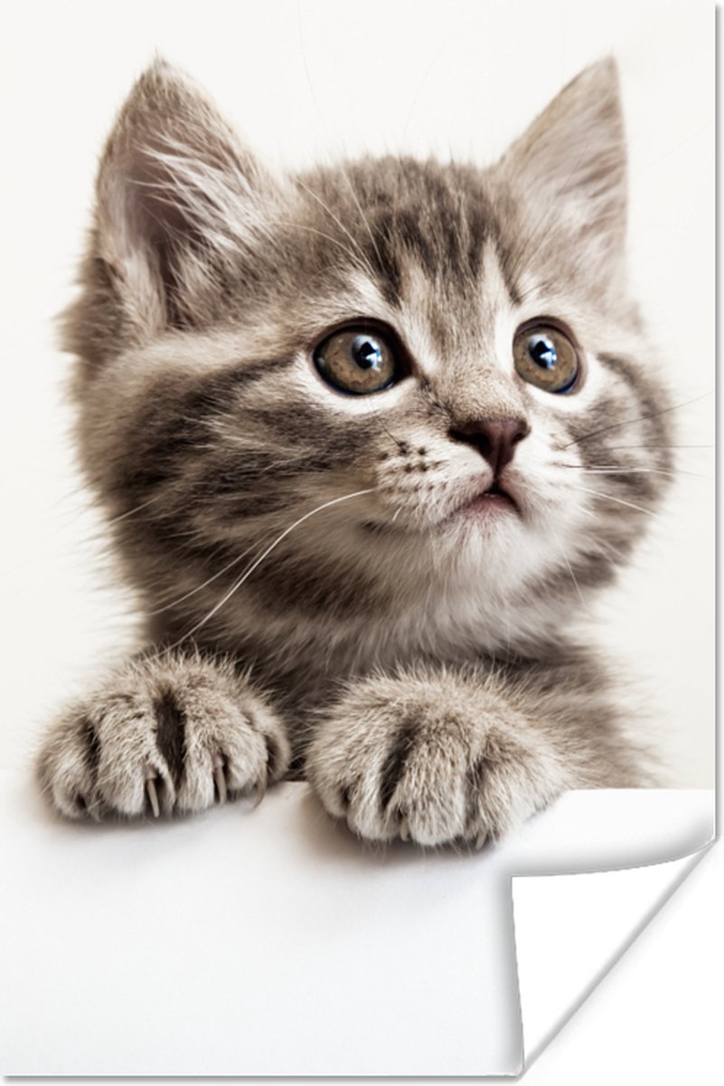 Poster Poes - Grijs - Dieren - 40x60 cm