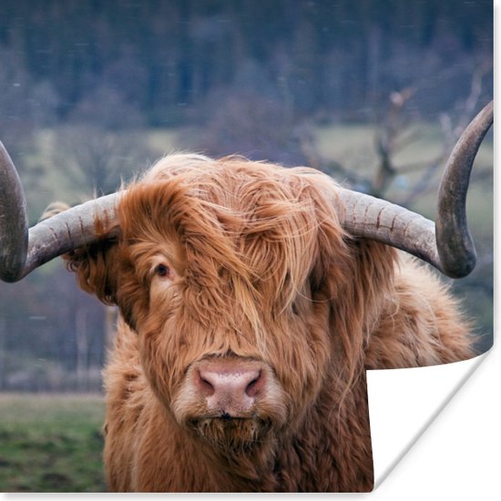 Affiche Highlander écossais - Cornes - Berg - 75x75 cm