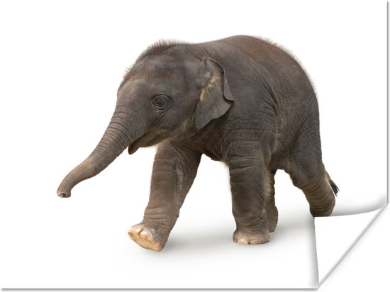 Poster Kleine olifant tegen witte achtergrond - 120x90 cm