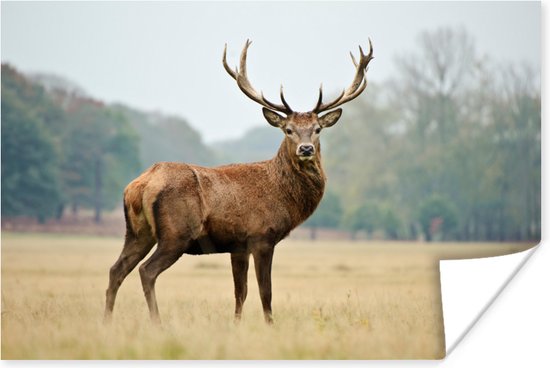 Poster Hert - Dieren - Gewei - 90x60 cm