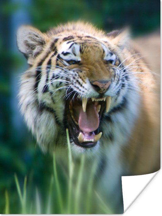 Woeste tijger in het gras Poster 90x120 cm - Foto print op Poster (wanddecoratie woonkamer / slaapkamer) / Wilde dieren Poster