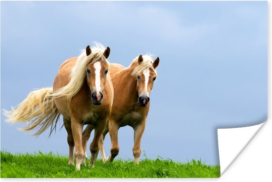 Twee galopperende paarden Poster 120x80 cm - Foto print op Poster (wanddecoratie)