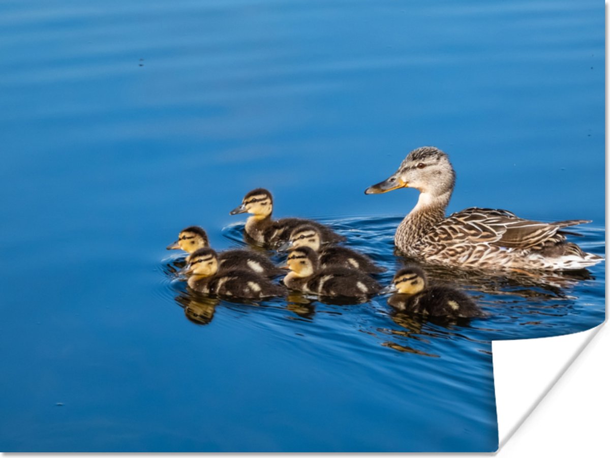 Poster Eend - Water - Vogel - Bruin - 40x30 cm