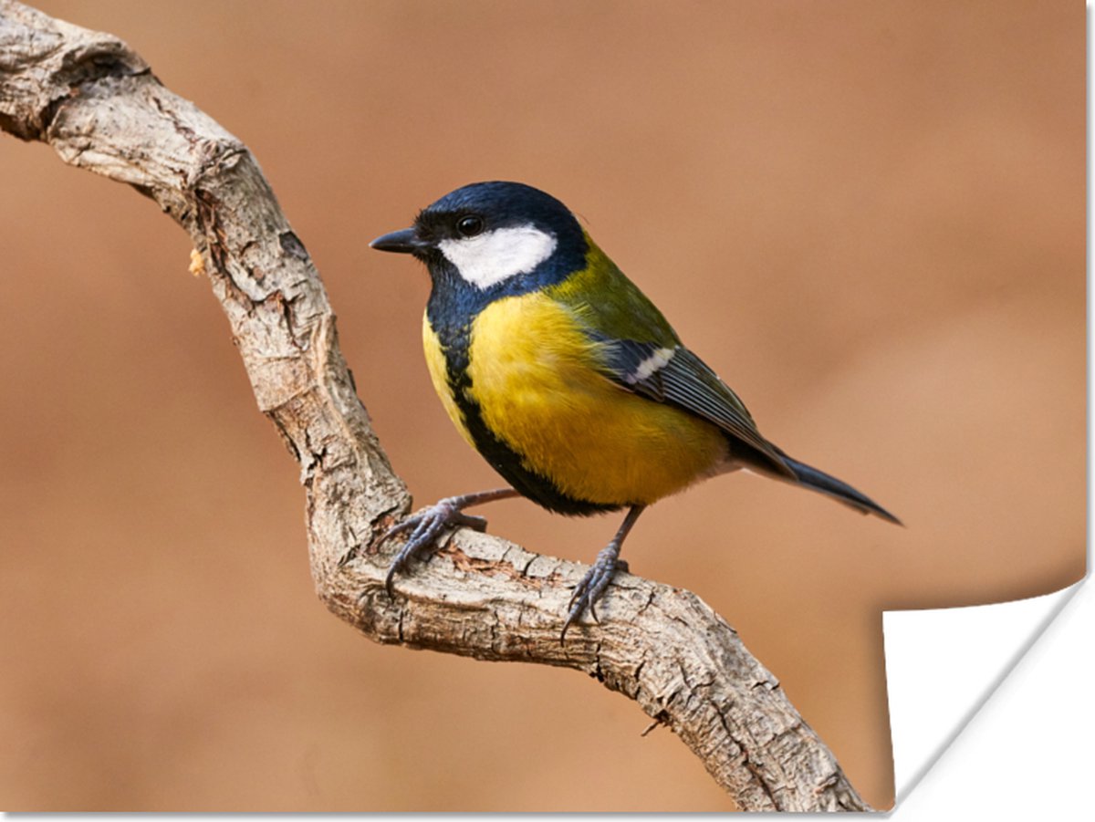 Poster Vogel - Koolmees - Takken - 40x30 cm