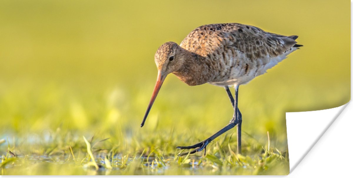 Poster Vogels - Gras - Landschap - Grutto - 150x75 cm