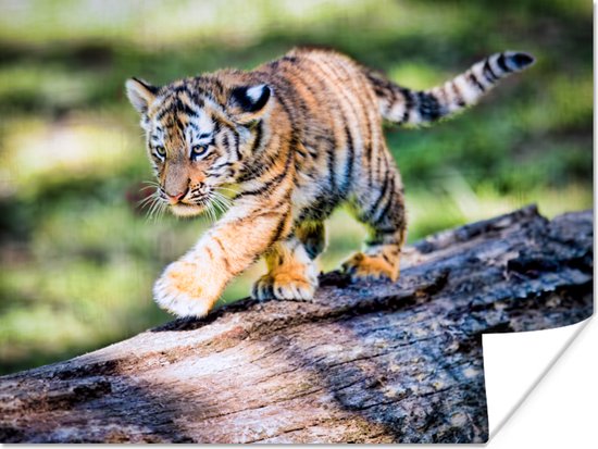 Jonge tijger loopt op boomstam Poster 120x90 cm - Foto print op Poster (wanddecoratie woonkamer / slaapkamer) / Wilde dieren Poster