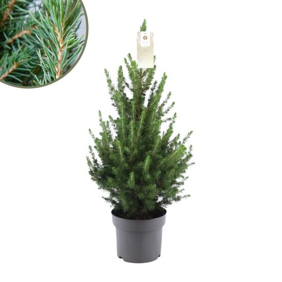 Foto: Fresh from nature echte kerstboom pot 19 cm ca 70 cm hoogte picea glauca conica kerstmis