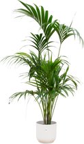 Kentia palm inclusief elho Vibes Fold Round wit - Potmaat 30cm - Hoogte 180cm