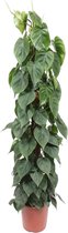 Hartjesplant - Philodendron Scandens mosstok hoogte 150cm potmaat 27cm