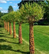 Gevlochten wilgenboom 120 cm - 140 cm