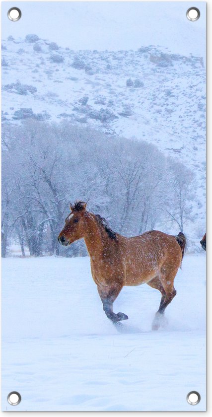 Paard - Sneeuw - Winter