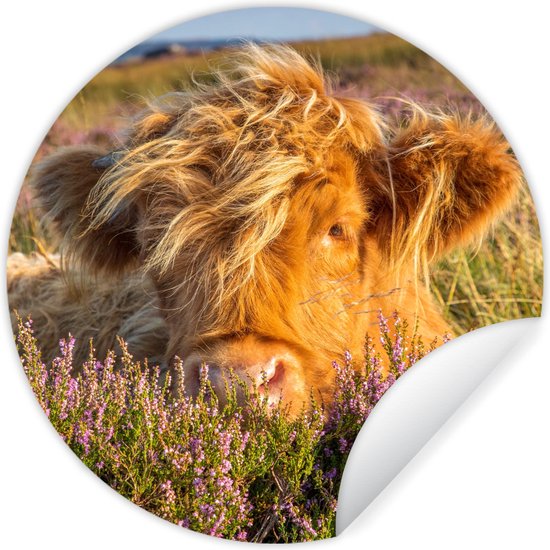 Wallpaper Circle - Highlander écossais - Heather - Herbe - Animaux - 50x50 cm - Wall Circle - Auto-adhésif - Sticker rond pour papier peint