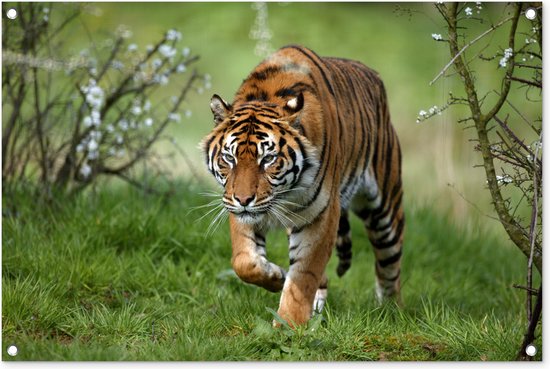 Tuinposters buiten Close-up van een Sumatraanse tijger - 90x60 cm - Tuindoek - Buitenposter