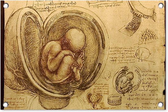 Tuindecoratie Baby in the womb - Leonardo da Vinci - 60x40 cm - Tuinposter - Tuindoek - Buitenposter