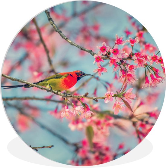 WallCircle - Wall Circle - Wall Circle Indoor - Vogel - Sakura - Couleurs - 150x150 cm - Décoration murale - Peintures Ronds