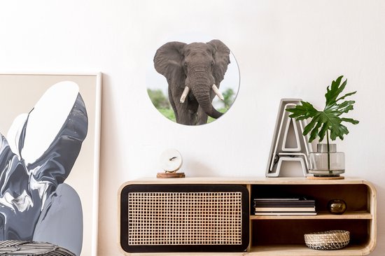 Wall Circle - Wall Circle Indoor - Oncoming Elephant - 30x30 cm - Décoration murale - Peintures Ronds