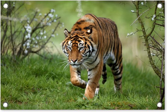 Tuindecoratie Close-up van een Sumatraanse tijger - 60x40 cm - Tuinposter - Tuindoek - Buitenposter