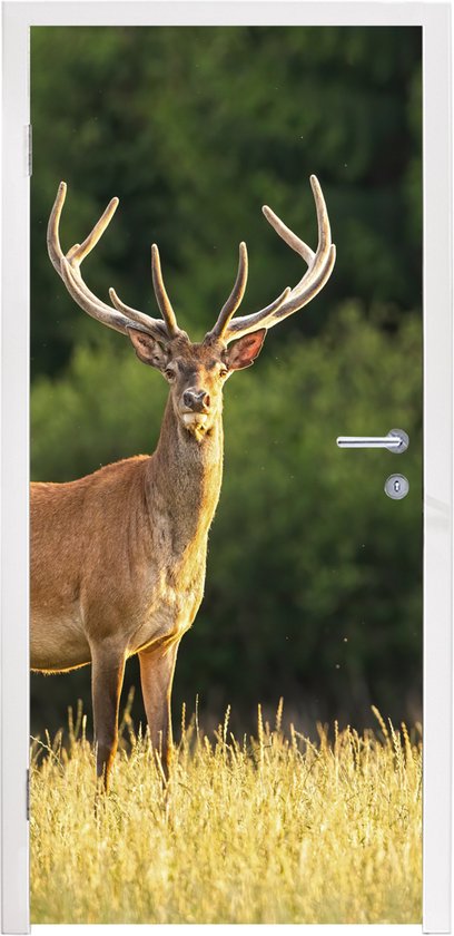Sticker pour porte Cerf - Bois - Herbe - Nature - Animaux - Vert - 75x205 cm - Affiche de porte