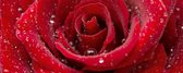 Fotobehang - Red Rose 375x150cm - Vliesbehang