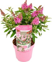 Vlinderstruik - Buddleja Butterfly Candy 'Little Pink' - Tuinplanten - Winterhard - ⌀19 cm - 30-40 cm