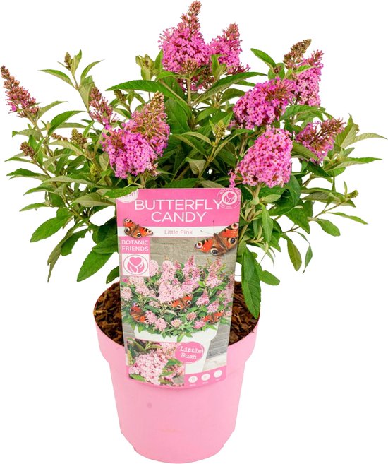 Bloomique - Buddleja Butterfly Little Pink - Vlinderstruik - Tuinplanten - Winterhard - 30-40 cm Hoog - Pot 19 cm