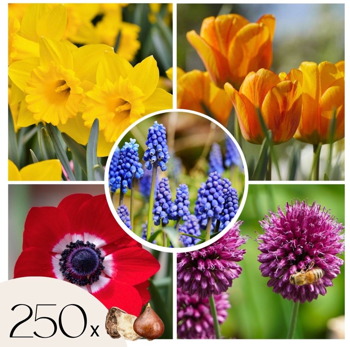 Plant in a Box - Bulb Garden Colourful - Bloembollen x250 - Vrolijke Bloembollenmix - Tulp - Anemoon - Allium - Muscari